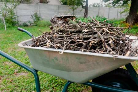 garden work. Pruned branches of young trees lie in a wheelbarrow, which stands in the garden. countrysideの写真素材