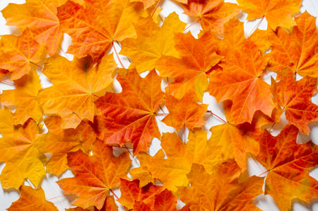 autumn background. Yellow maple leaves lie on a white wooden tableの写真素材
