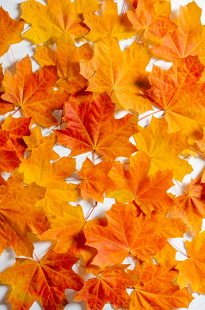 autumn background. Yellow maple leaves lie on a white wooden tableの写真素材