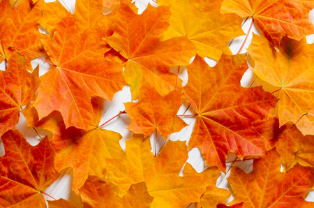 autumn background. Yellow maple leaves lie on a white wooden tableの写真素材
