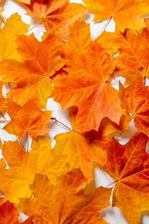 autumn background. Yellow maple leaves lie on a white wooden tableの写真素材