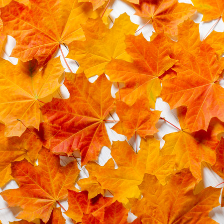 autumn background. Yellow maple leaves lie on a white wooden tableの写真素材