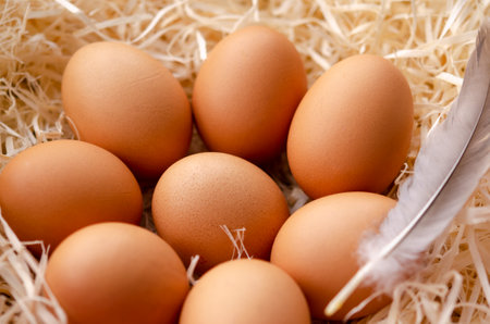 fresh chicken eggs with nestの写真素材