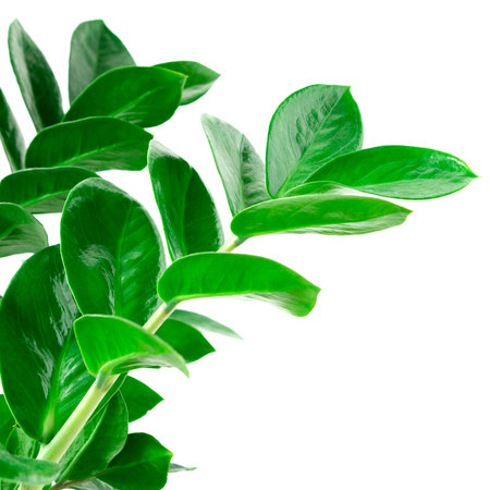 green Zamioculcas zamiifolia plant with white backgroundの写真素材