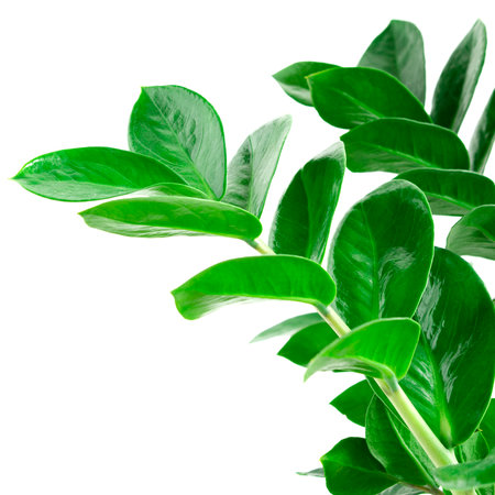 green Zamioculcas zamiifolia plant with white backgroundの写真素材