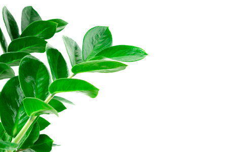 green Zamioculcas zamiifolia plant with white backgroundの写真素材
