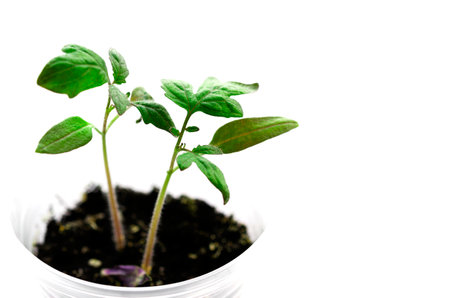plants. Green seedlings of young tomatoes are ready for planting in the greenhouseの写真素材
