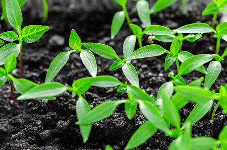 Young green seedlings of sweet peppers are ready for planting in the greenhouseの写真素材