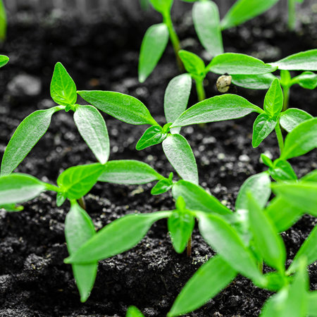 Young green seedlings of sweet peppers are ready for planting in the greenhouseの写真素材