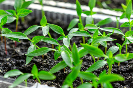 Young green seedlings of sweet peppers are ready for planting in the greenhouseの写真素材