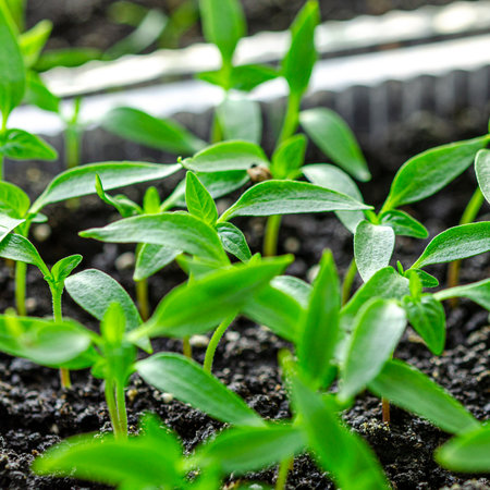 Young green seedlings of sweet peppers are ready for planting in the greenhouseの写真素材