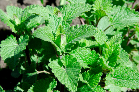 Green shrubs of Melissa officinalis grow in the spring gardenの写真素材