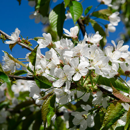 White cherry blossoms in spring garden close-upの写真素材