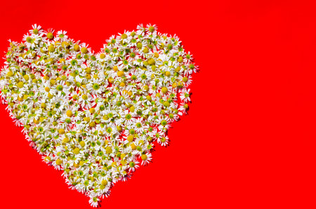 Medicinal chamomile in the shape of a heart lies on a red backgroundの写真素材