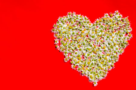 Medicinal chamomile in the shape of a heart lies on a red backgroundの写真素材
