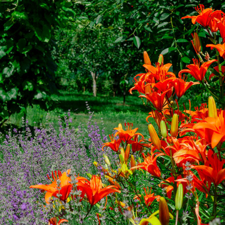 Wildflowers. Bright sooty flowers Garden backgroundの写真素材