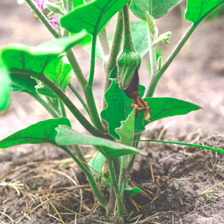 Small young eggplants grow in the garden on a bushの写真素材