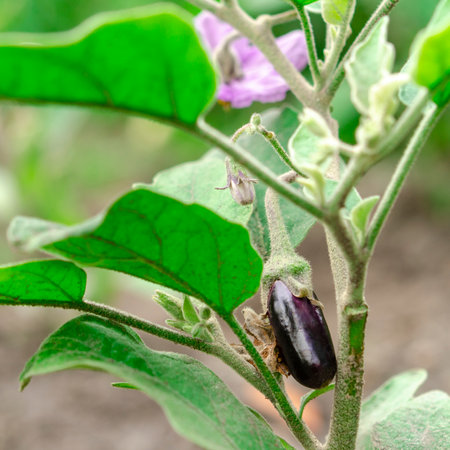 Small young eggplants grow in the garden on a bushの写真素材