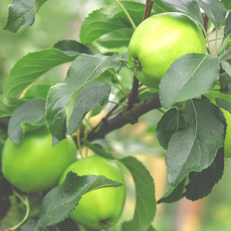 Juicy young apples on a tree branch in the garden. Applesの写真素材