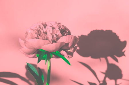 Bright flower and peony bud with sharp shadows on the background
