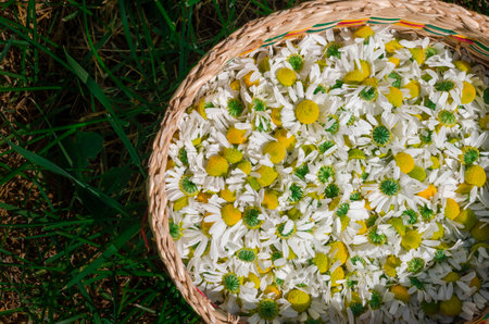 Collection of medicinal chamomile. Organic chamomile in a wicker basketの写真素材