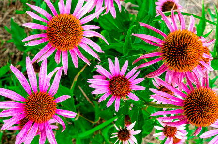Pink flowers of Echinacea purpurea. Herbs