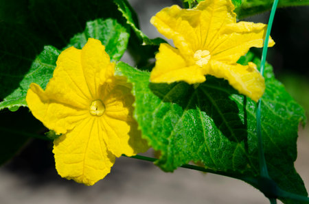 Organic products. Yellow flowers on cucumber bushes.の写真素材