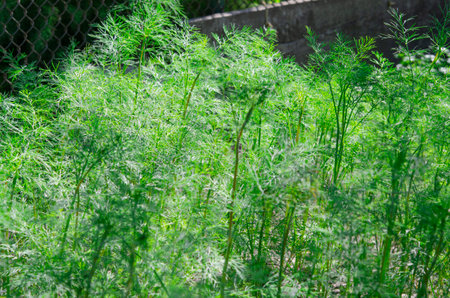 Healthy Eating. Green young organic dill grows in the garden.の写真素材
