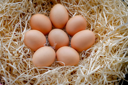 chicken eggs basket on the hey. A pile of brown eggs in a nest.の写真素材