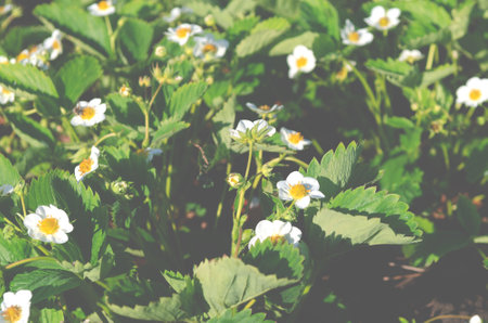 A patch of strawberries. Strawberry bushes blooming in the gardenの写真素材