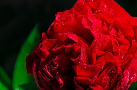 Spring flowers. Bright red peony bud close-upの写真素材