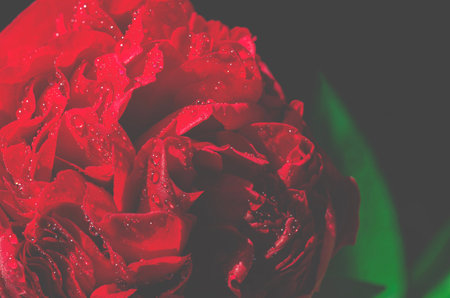 Spring flowers. Bright red peony bud close-upの写真素材