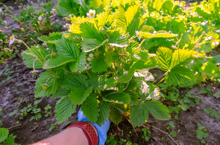 A patch of strawberries. Female hand in blue glove planting strawberry bushの写真素材