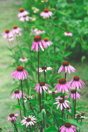 Herbs. Pink flowers of Echinacea purpureaの写真素材
