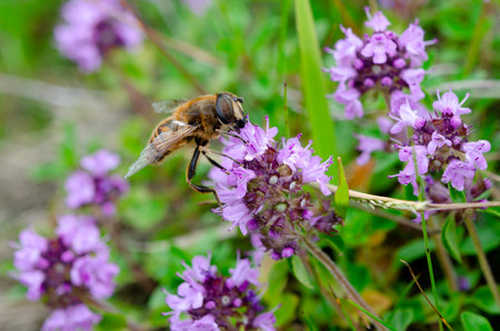 A bee collects nectar on the flowers of the thyme. Insectsの写真素材
