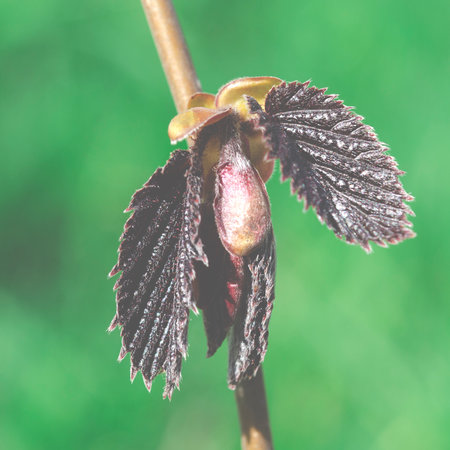 Young leaves of Warsaw Red-leaved hazelnut close-up