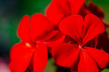 Background. Bright red pelargonium flowers close-upの写真素材