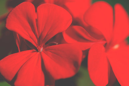 Background. Bright red pelargonium flowers close-up
