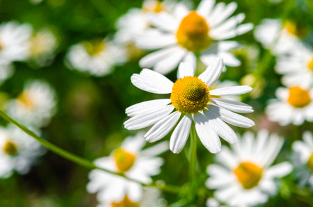 Medicinal chamomile close-up. Alternative medicine.の写真素材