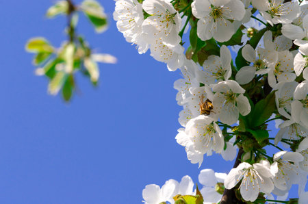 Spring flowering of fruit trees. Photo of beautiful white flowers on a tree in early spring against a blue sky background. Beautiful spring background. Selective focus.の写真素材