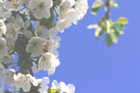 Spring flowering of fruit trees. Photo of beautiful white flowers on a tree in early spring against a blue sky background. Beautiful spring background. Selective focus.の写真素材