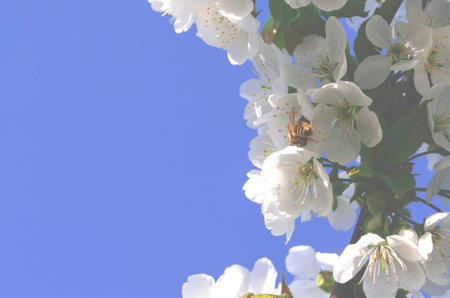 Spring flowering of fruit trees. Photo of beautiful white flowers on a tree in early spring against a blue sky background. Beautiful spring background. Selective focus.の写真素材