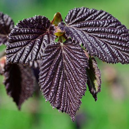 spring - young hazelnut red leaves. Young leaves of Warsaw Red-leaved hazelnut close-upの写真素材