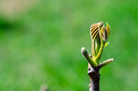 Young walnuts on the tree at sunset. Tree of walnuts. Green leaves background.の写真素材