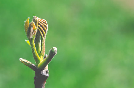 Young walnuts on the tree at sunset. Tree of walnuts. Green leaves background.の写真素材