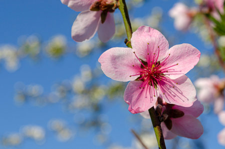 Pink flower on a peach branch close up. Detail of the flower of a peach tree in spring.