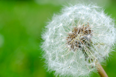 White fluffy dandelion close-up on a green background. Closed Bud of a dandelion.の写真素材