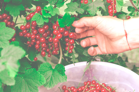 Harvesting organic red currants. Hands with berriesの写真素材