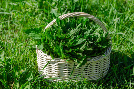 Organic Young Nettle on Green Lawn. Herbs.