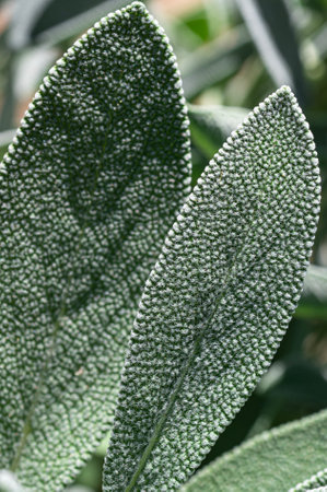 Medicinal herbs. Textured sage leaf close-upの写真素材